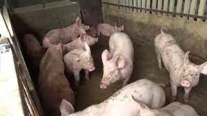 Consommation de la viande de porc dans les villes malgré l’épidémie de la Peste Porcine Africaine (PPA) : « Nous devons apprendre à vivre avec la peste (…) C’est comme notre grippe, la grippe humaine» (Dr. Taїga, le MINEPIA)